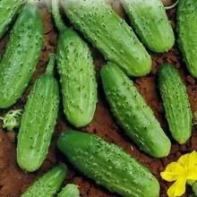 Огірок конкурент переваги врожайного сорту і секрети догляду за культурою (опис сорту огірків) Огірок конкурент переваги врожайного сорту і секрети догляду за культурою