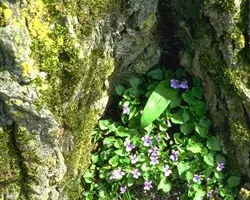 Визначення чистоти повітря по лишайникам (Лихеноиндикация) (визначення) Визначення чистоти повітря по лишайникам (Лихеноиндикация)