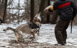 Опис породи собак вовча собака сарлоса (саарлусвольфдоґ) з відгуками власників і фото (сарлоса) Опис породи собак вовча собака сарлоса (саарлусвольфдоґ) з відгуками власників і фото