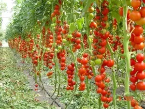 Опис сортів томатів, придатних для вирощування в середній смузі України та в ростовської області (томатів) Опис сортів томатів, придатних для вирощування в середній смузі України та в ростовської області