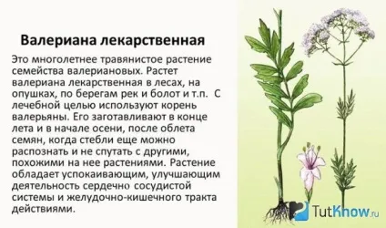 Опис, застосування і властивості валеріани лікарської (застосування) Опис, застосування і властивості валеріани лікарської