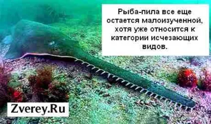 Опис, характеристики і цікаві факти про рибу-пилу (характеристики) Опис, характеристики і цікаві факти про рибу-пилу