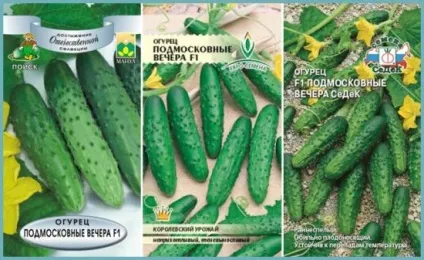 Огірок підмосковні вечори f1 відгуки, опис сорту і характеристика, фото (опис) Огірок підмосковні вечори f1 відгуки, опис сорту і характеристика, фото
