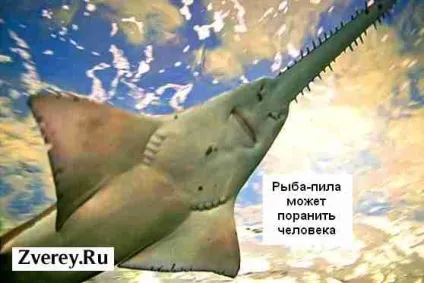 Опис, характеристики і цікаві факти про рибу-пилу (характеристики) Опис, характеристики і цікаві факти про рибу-пилу