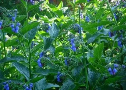 Живокіст лікарський народні рецепти - відповіді і поради (живокіст) Живокіст лікарський народні рецепти - відповіді і поради