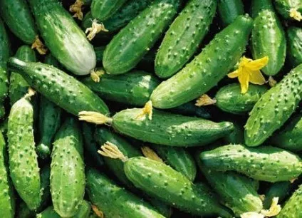 Огірок конкурент переваги врожайного сорту і секрети догляду за культурою (конкурент) Огірок конкурент переваги врожайного сорту і секрети догляду за культурою