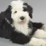 Нашийник від бліх для котів як діє чи може кішка отруїтися (може) Нашийник від бліх для котів як діє чи може кішка отруїтися
