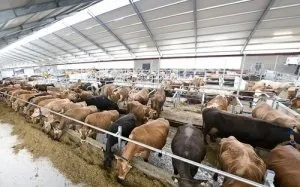 Про способи утримання корів (стійлове утримання корів) Про способи утримання корів