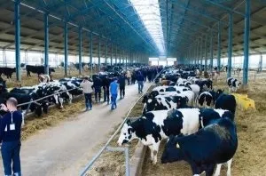 Про способи утримання корів (привязное утримання корів) Про способи утримання корів