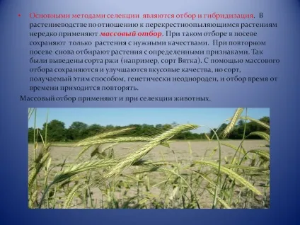 Основними методами селекції є відбір і гібридизація - презентація 5382-4 (гібридизація) Основними методами селекції є відбір і гібридизація - презентація 5382-4