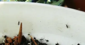 Звідки беруться мошки і як розмножуються (звідки) Звідки беруться мошки і як розмножуються