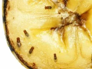 Звідки беруться мошки і як розмножуються (мошки) Звідки беруться мошки і як розмножуються