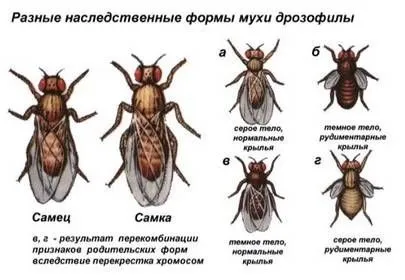 Звідки беруться мошки і як розмножуються (звідки) Звідки беруться мошки і як розмножуються