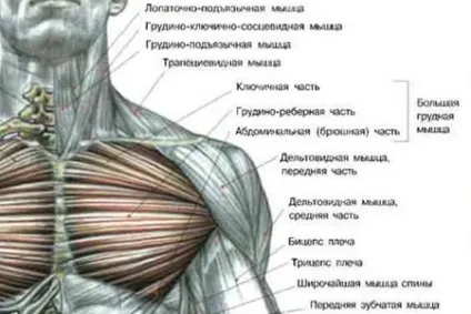 Віджимання на верхні грудні м'язи (віджимання) Віджимання на верхні грудні м'язи