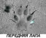 Мисливські звірі - вовк - пітерський мисливець, сайт про полювання, форуми полювання, зброя, рибалка, собаки, (вовк) Мисливські звірі - вовк - пітерський мисливець, сайт про полювання, форуми полювання, зброя, рибалка, собаки,