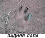 Мисливські звірі - вовк - пітерський мисливець, сайт про полювання, форуми полювання, зброя, рибалка, собаки, (вовк) Мисливські звірі - вовк - пітерський мисливець, сайт про полювання, форуми полювання, зброя, рибалка, собаки,