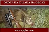 Полювання на кабана влітку