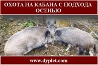 Полювання на кабана влітку