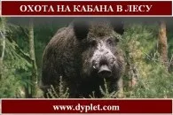 Полювання на кабана влітку