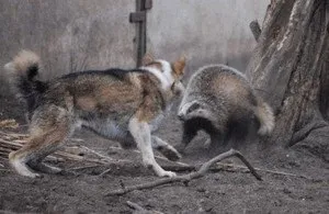 Полювання на борсука