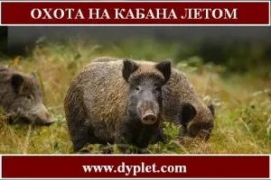 Полювання на кабана влітку