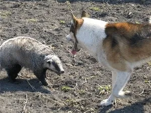 Полювання на борсука