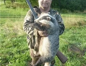 Полювання на борсука
