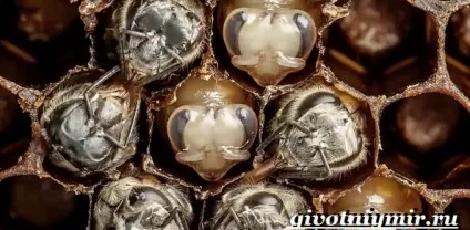 бджола комаха