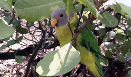 Ожереловий папуга скільки живуть, як визначити вік (фото) (папуга) Ожереловий папуга скільки живуть, як визначити вік (фото)