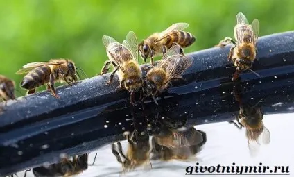 бджола комаха