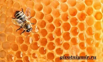бджола комаха