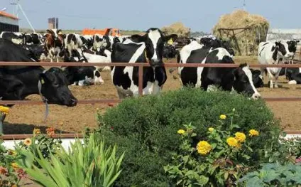 Пасовищне-стійлове утримання корів скотарство (зміст) Пасовищне-стійлове утримання корів скотарство