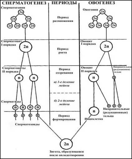 Партеногенез - студопедія