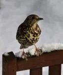 співочий дрізд