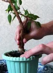 Пересадка фікуса в домашніх умовах (пересадка) Пересадка фікуса в домашніх умовах
