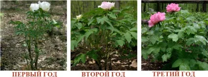 Півонії з насіння вирощування і догляд
