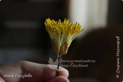 Півонія з
