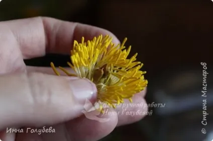 Півонія з