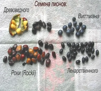 Півонії з насіння вирощування і догляд