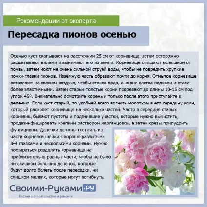 Півонії з насіння вирощування і догляд
