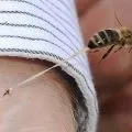 Чому бджола комаха суспільне