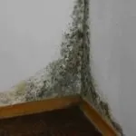 Цвіль на стіні в квартирі що робити для знищення грибка (стіні) Цвіль на стіні в квартирі що робити для знищення грибка
