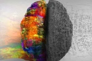 Чому людський мозок складається з двох половинок, у братана (краще) Чому людський мозок складається з двох половинок, у братана