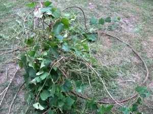 Плетені пастка для риби (вершачи), записки вижівальщіка (риби) Плетені пастка для риби (вершачи), записки вижівальщіка