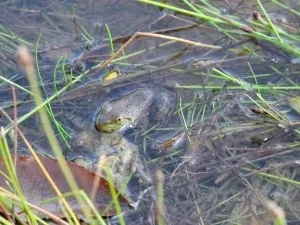 Плетені пастка для риби (вершачи), записки вижівальщіка (пастка) Плетені пастка для риби (вершачи), записки вижівальщіка