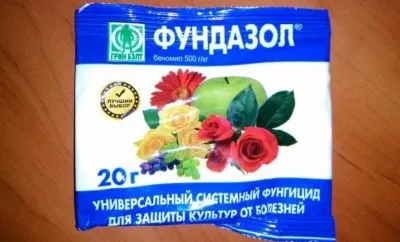 Чому не цвіте клематис і погано росте (цвіте) Чому не цвіте клематис і погано росте