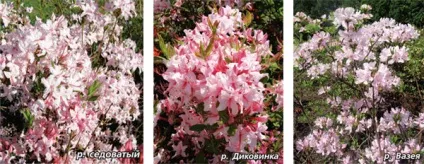 Чому не цвітуть і гинуть рододендрони