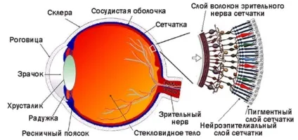 Чому люди моргають, сайт рад! (Чому людина моргає) Чому люди моргають, сайт рад!