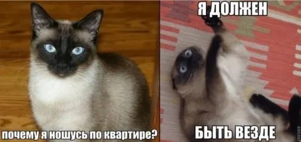 Чому кішка ввечері починає сходити з розуму, і носитися по квартирі як ошпарена (чому) Чому кішка ввечері починає сходити з розуму, і носитися по квартирі як ошпарена