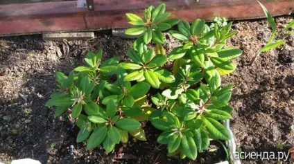 Чому не цвіте рододендрон група декоративні дерева і чагарники (цвітіння) Чому не цвіте рододендрон група декоративні дерева і чагарники